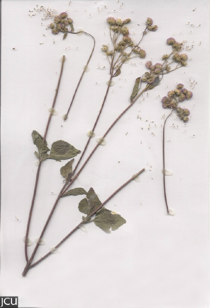 Ageratum houstonianum