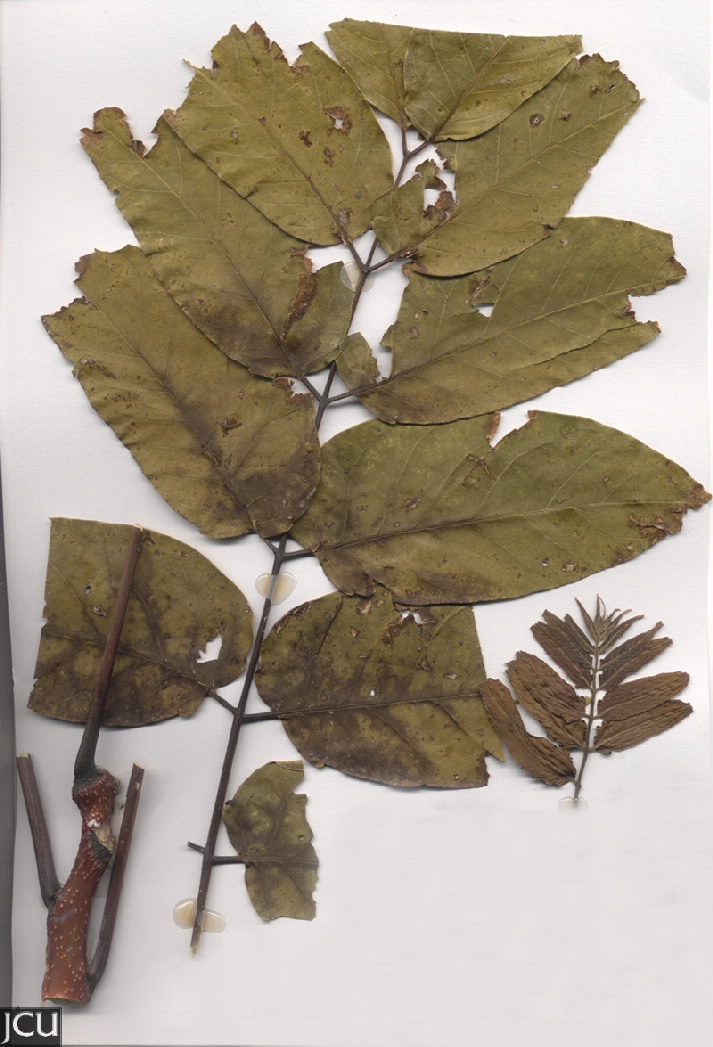 Ailanthus altissima