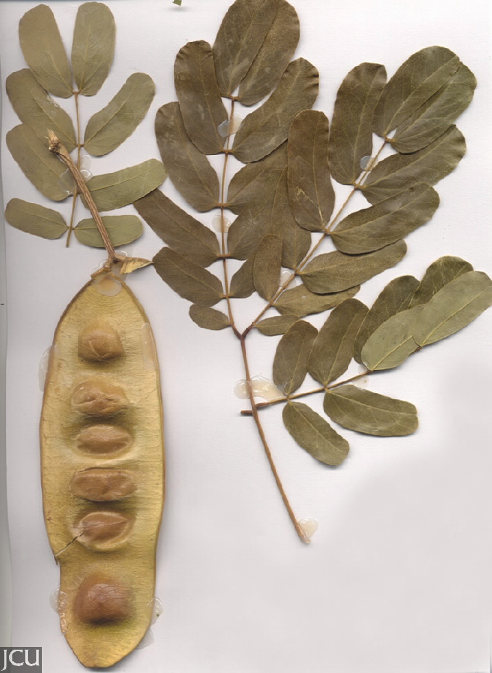 Albizia lebbeck