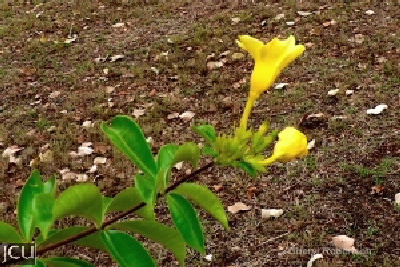 Allamanda cathartica