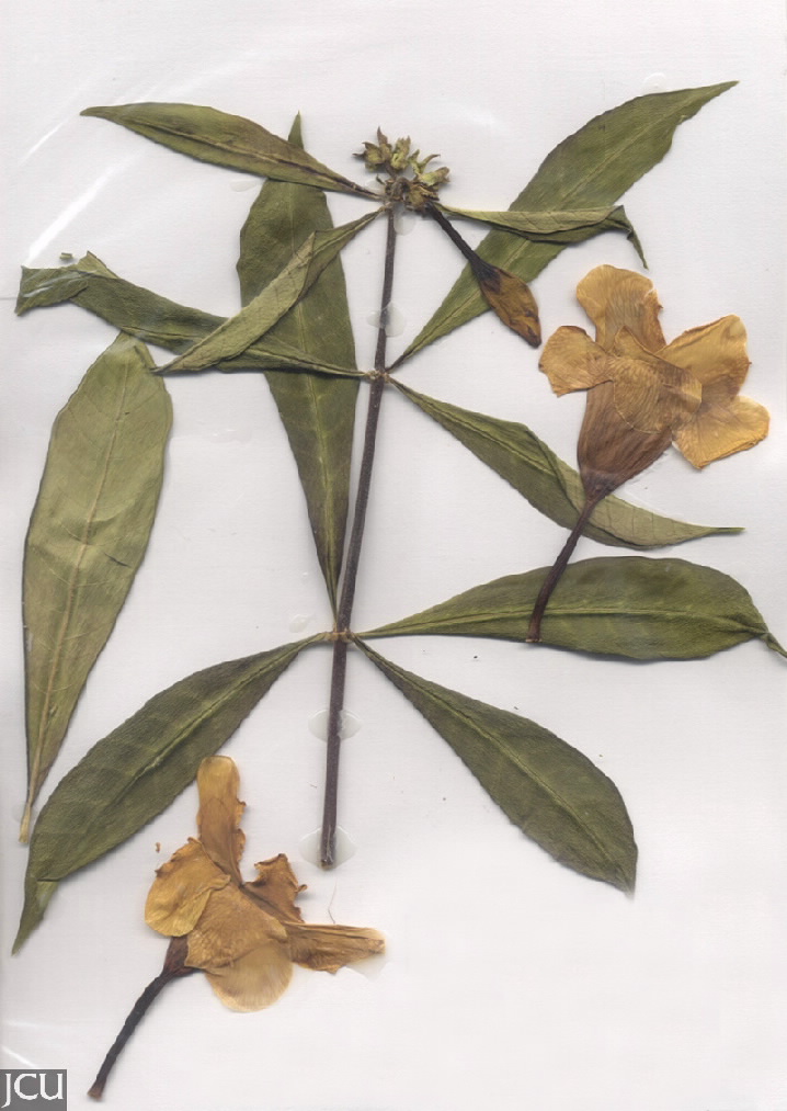 Allamanda cathartica