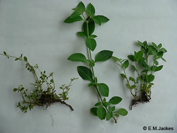 Image of Alternanthera