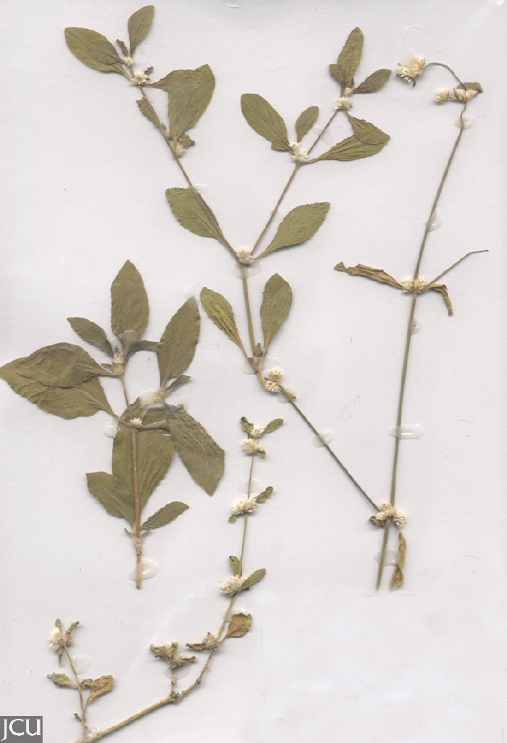 Alternanthera ficoidea