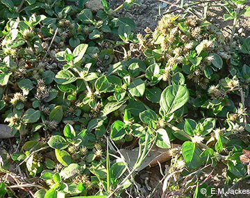Image of Khaki weed