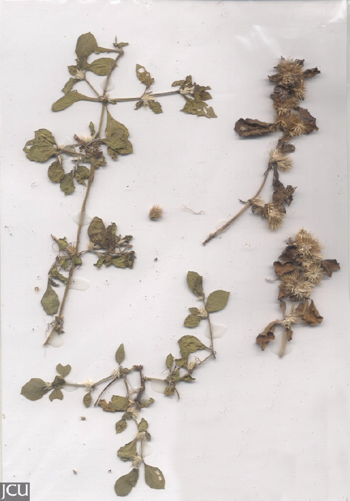 Alternanthera pungens