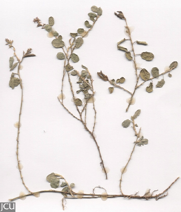 Alysicarpus vaginalis
