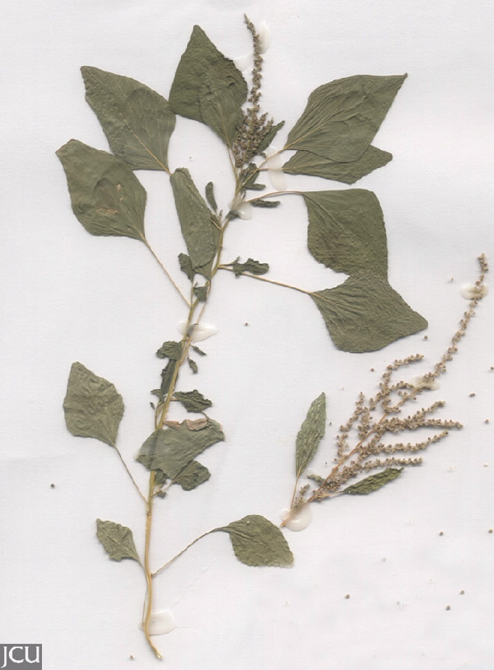 Amaranthus viridis  