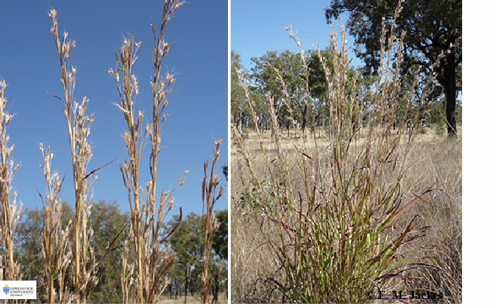 Images of Andropogon gayanus
