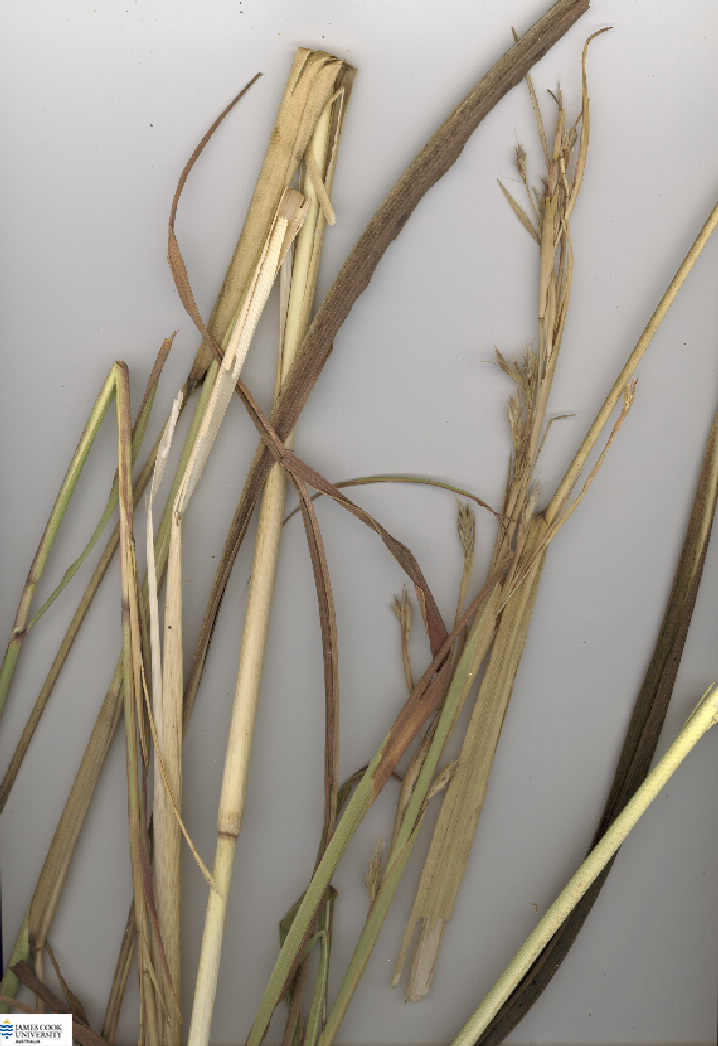 Scan of Gamba grass
