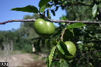 Annona glabra 