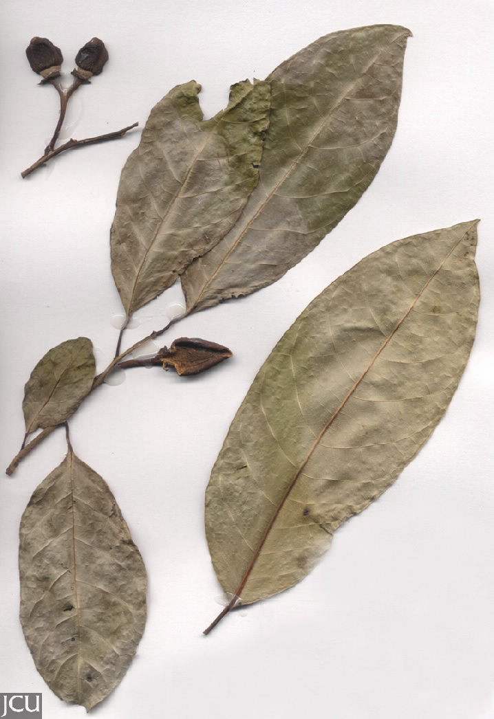 Annona glabra 