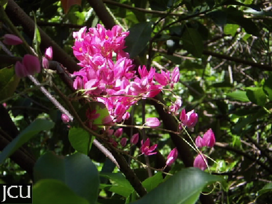 Antigonon leptopus