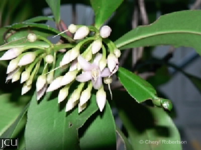 Ardisia elliptica