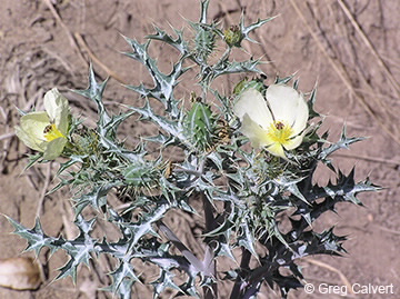 Image of Argemone ochroleuca