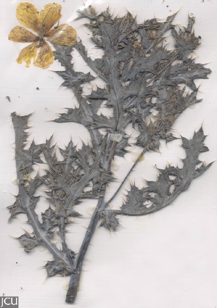 Argemone ochroleuca 