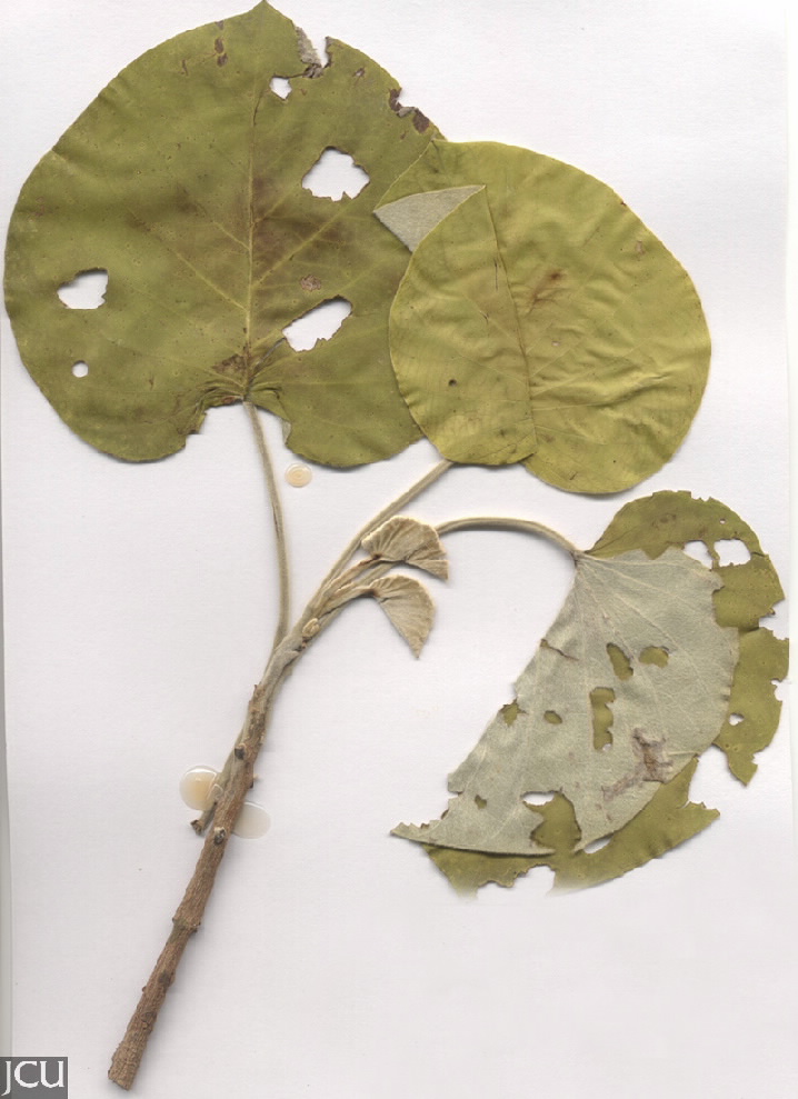 Argyreia nervosa