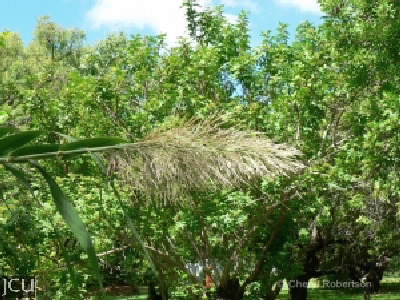 Arundo donax