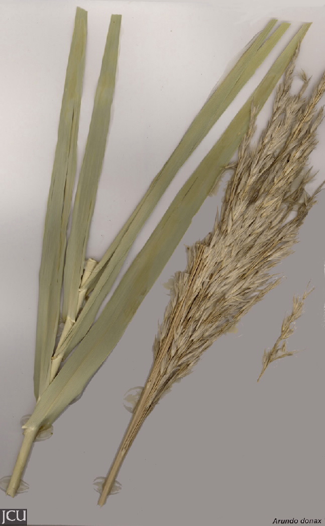 Arundo donax