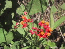 Asclepias curassavica