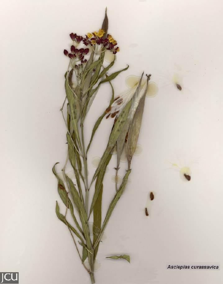 Asclepias curassavica