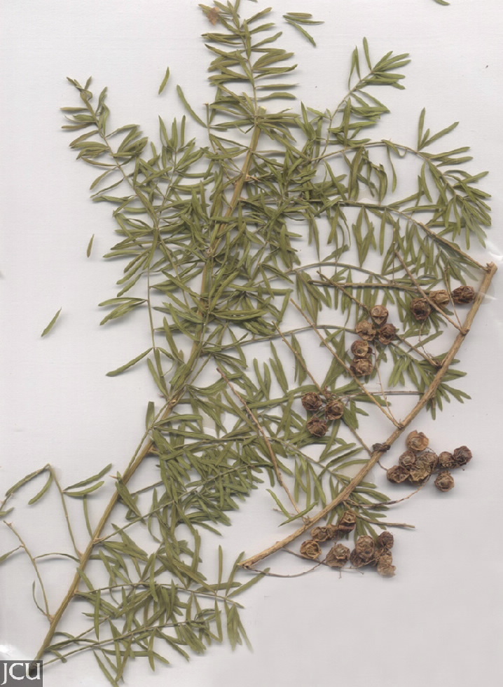 Asparagus aethiopicus cv Sprengeri