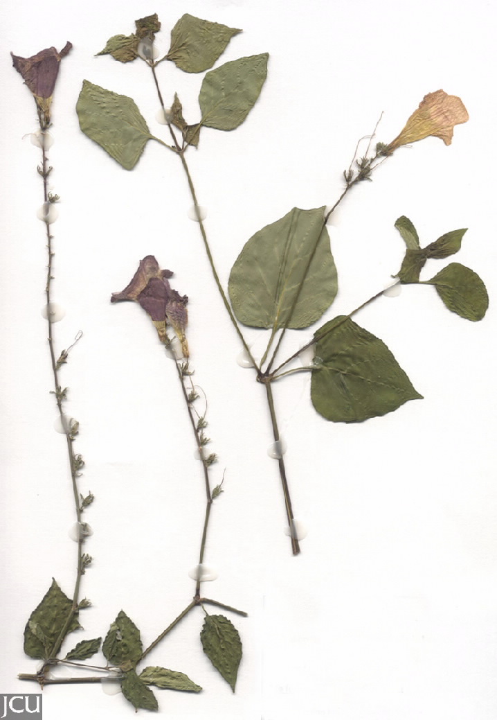 Asystasia gangetica 