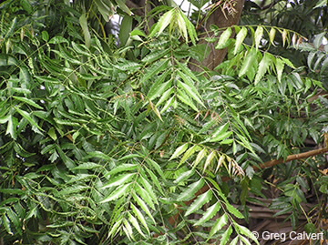 Image of Azadirachta indica