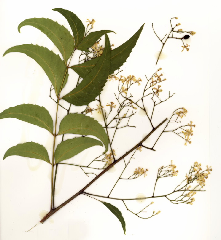Azadirachta indica