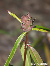 Image of Barleria