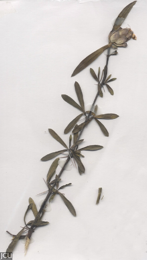 Barleria lupulina
