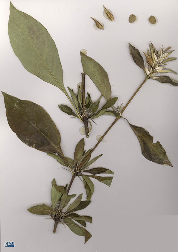 Scan of Barleria prionitis