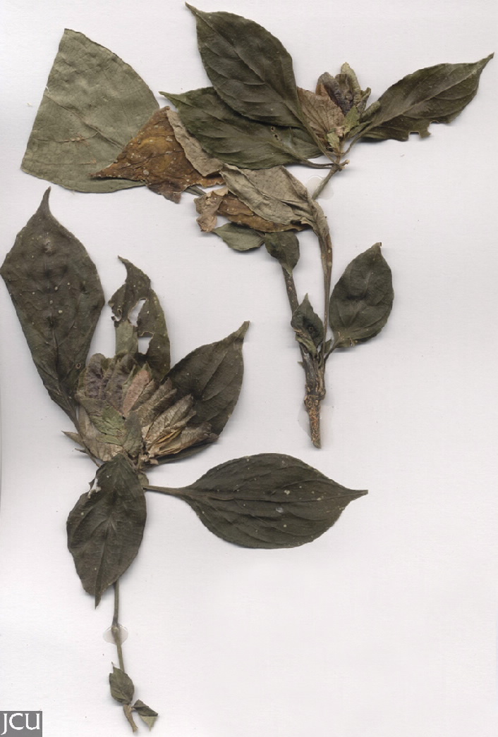 Barleria strigosa