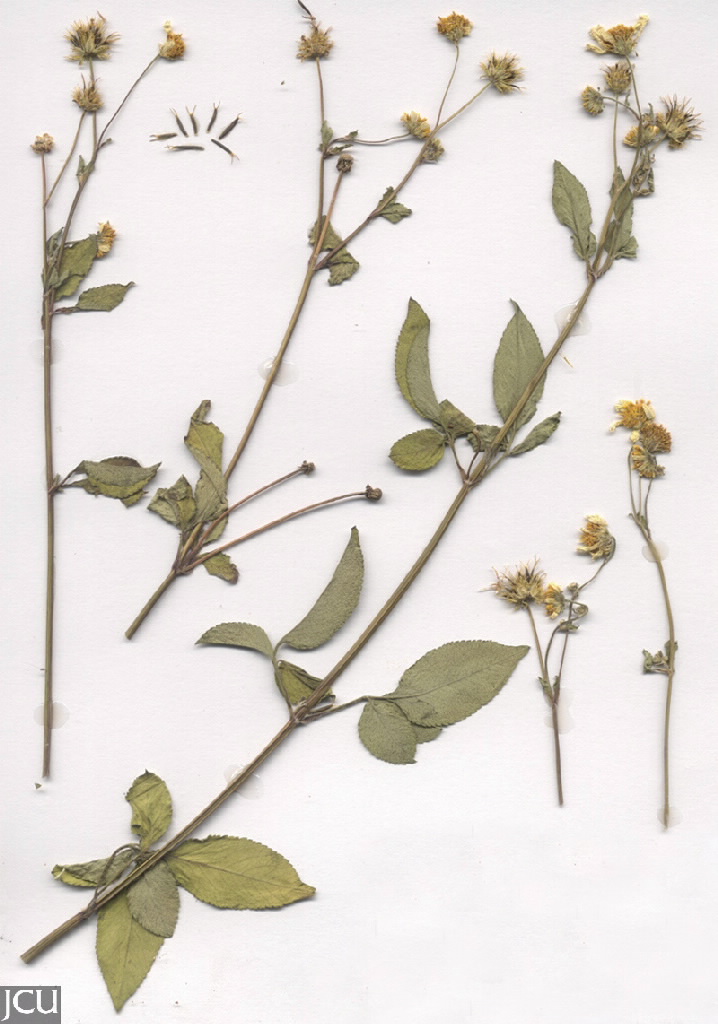 Bidens alba
