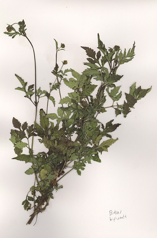 Scan of Bidens bipinnata