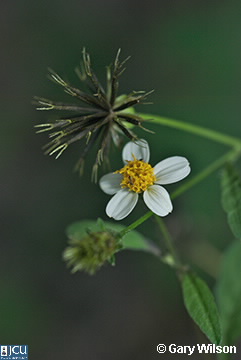 Image of Bidens pilosa