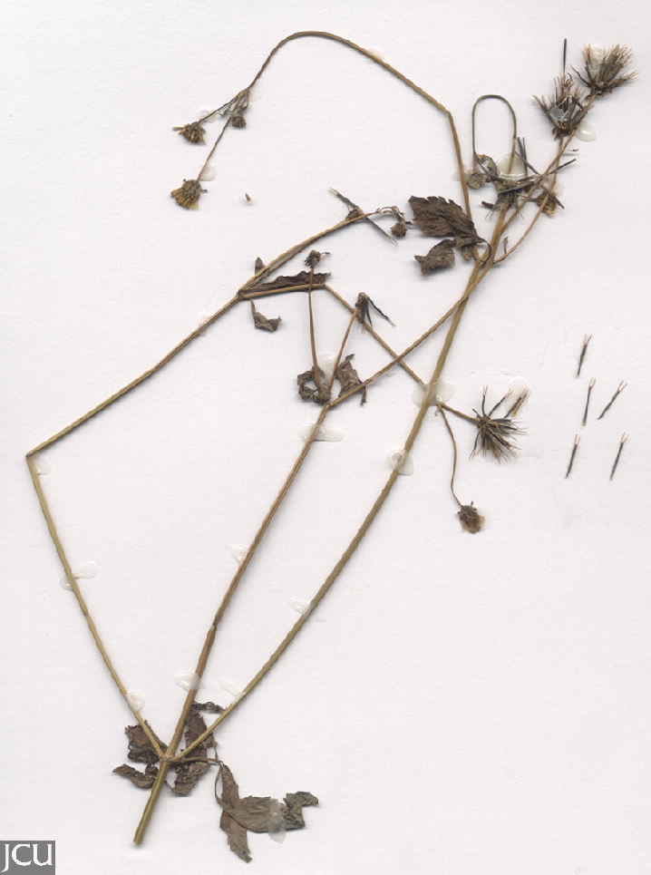 Bidens pilosa  