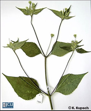 Image of Blainvillea gayana
