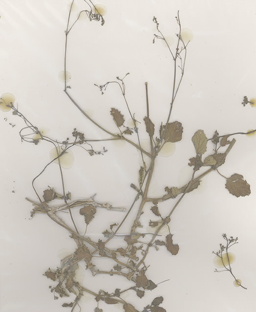 Scan of Boerhavia
