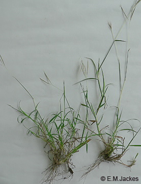 Image of Bothriochloa pertusa