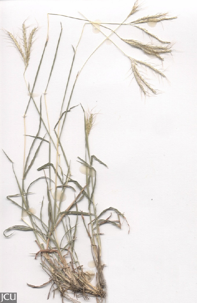 Bothriochloa pertusa