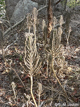 Image of Bryophyllum