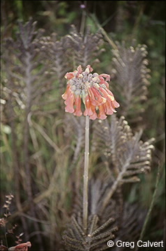Image of Bryophyllum flowering