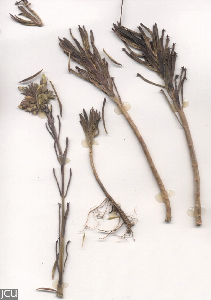 Bryophyllum delagoense (B. tubiflorum)