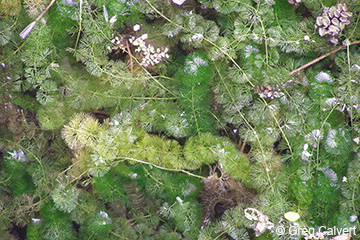 Image of Cabomba caroliniana