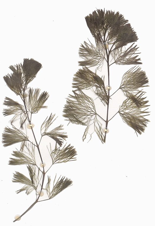 Scan of Cabomba