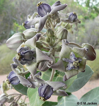 Image of Calotropis gigantea