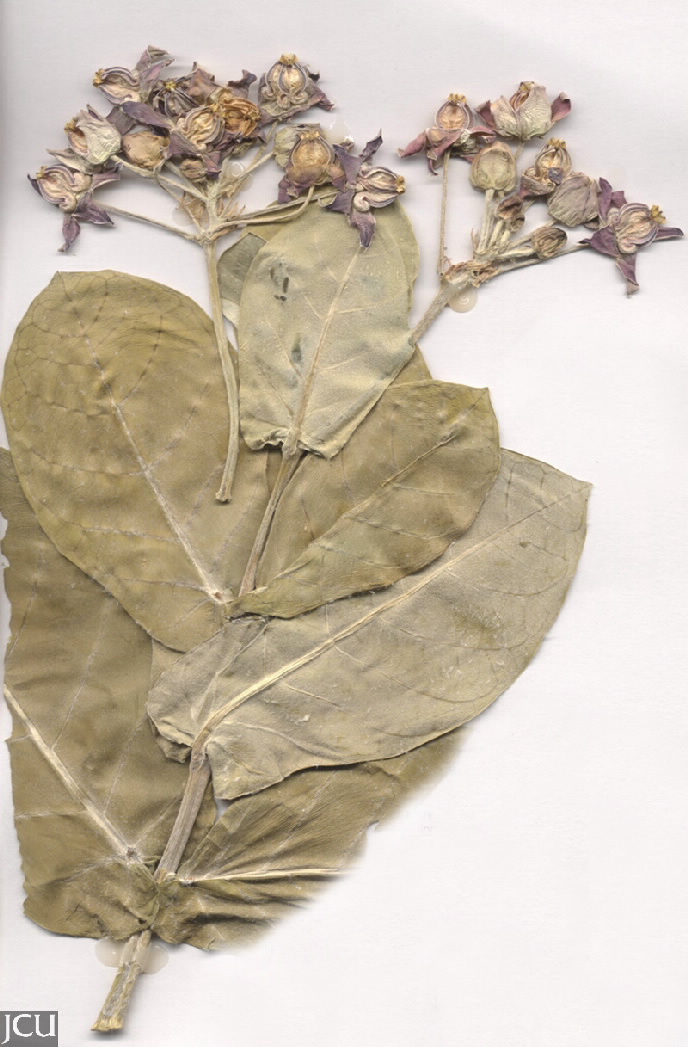 Calotropis gigantea