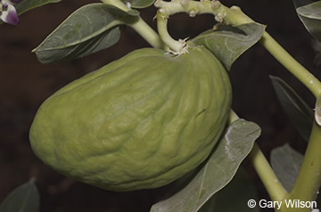 Image of fruit of Calotropis procera