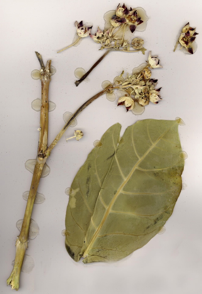 Calotropis procera