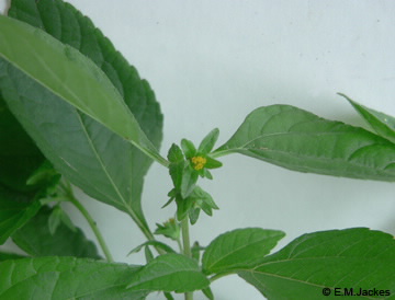 Image of Calyptocarpus